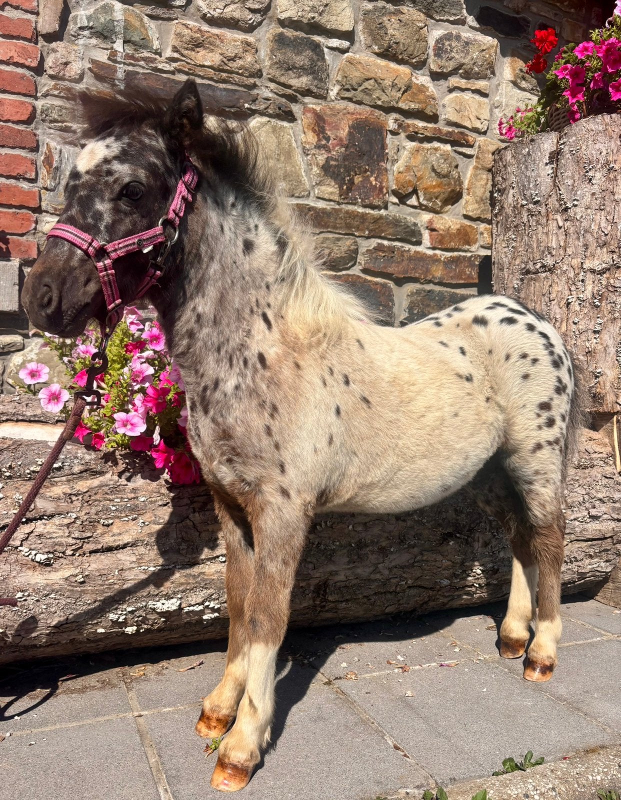 Poulain taille A  pintaloosa a reserver / Region Liege, Animaux & Accessoires, Poneys, Vermifugé, Poney de récréation, Poney A (jusqu'à 1.17 m)
