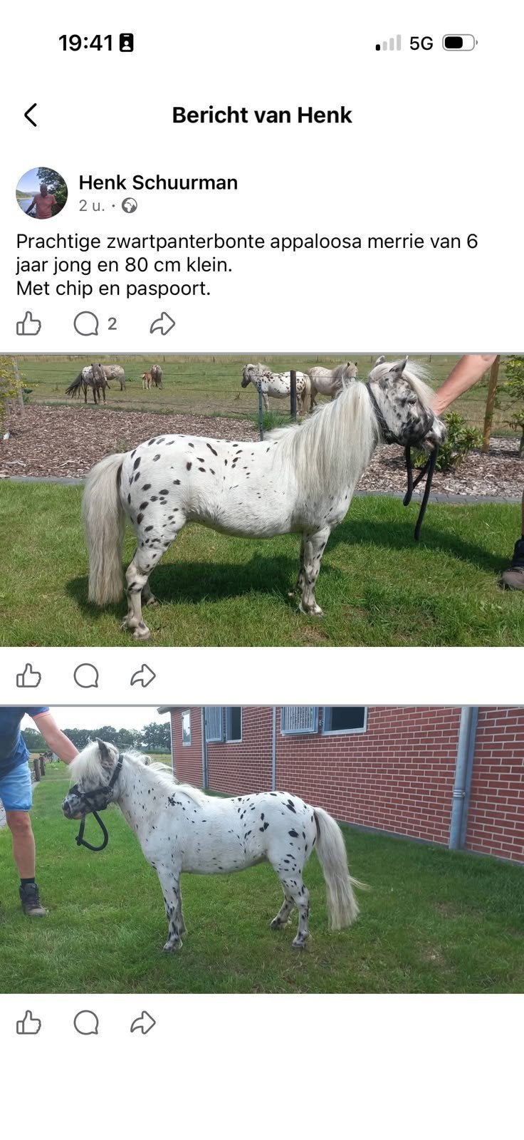 Appaloosa Merrie., Merrie