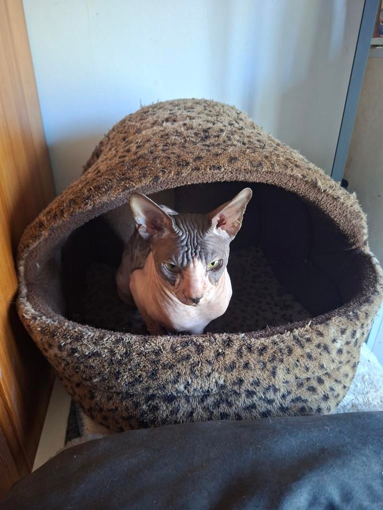 Sphynx kater, Kater, Met stamboom, 0 tot 2 jaar