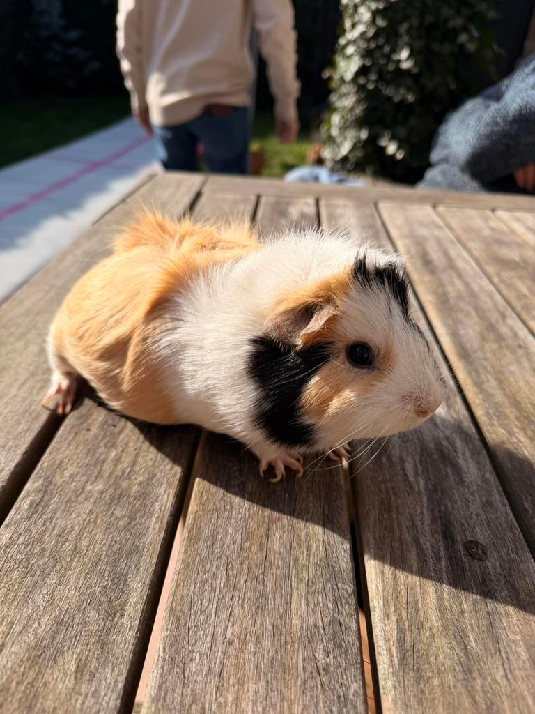 Cavia’s zoeken nieuwe thuis, Dieren en Toebehoren, Cavia, Meerdere dieren, Tam, Oktober