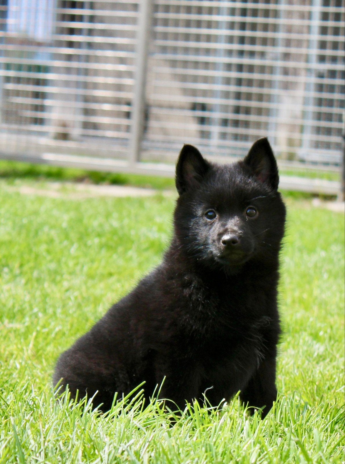 Schipperke puppy, Chienne, 8 à 15 semaines, Éleveur | Loisir, Un chien