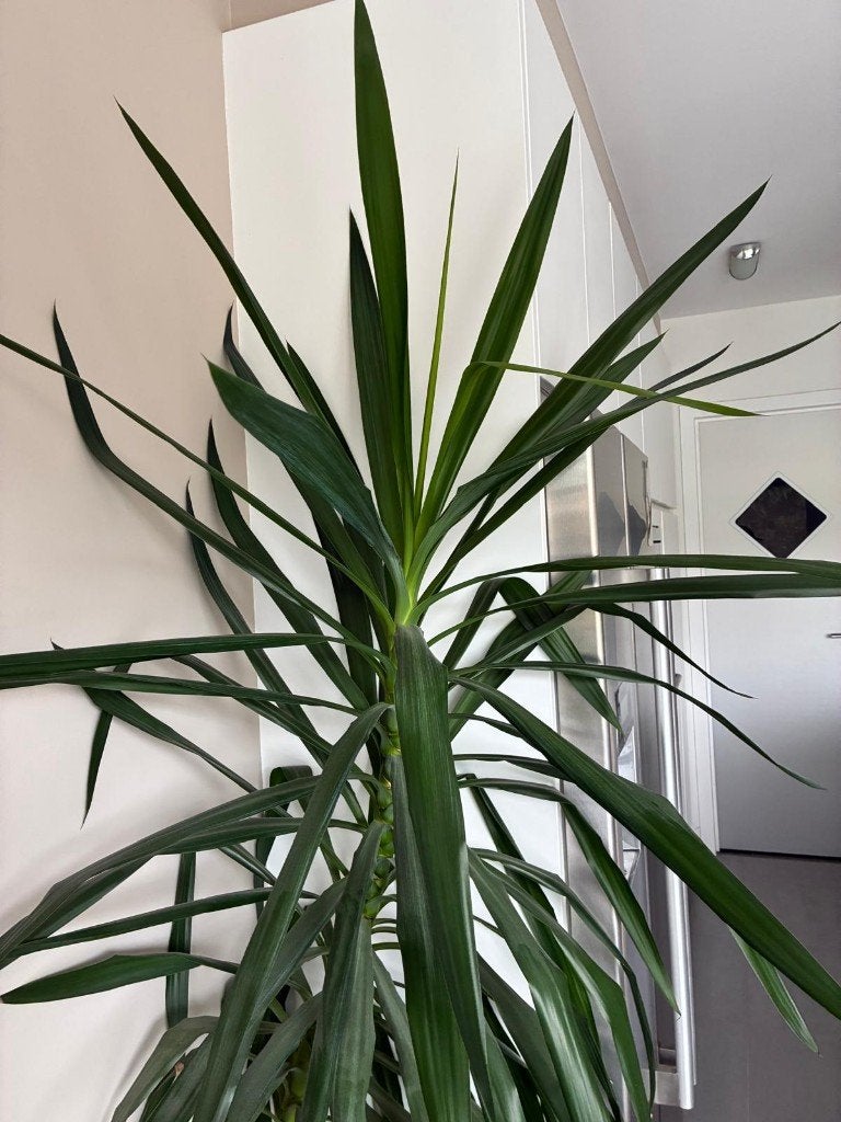 YUCA  PLANT, Ophalen, Vaste plant, Overige soorten, Halfschaduw