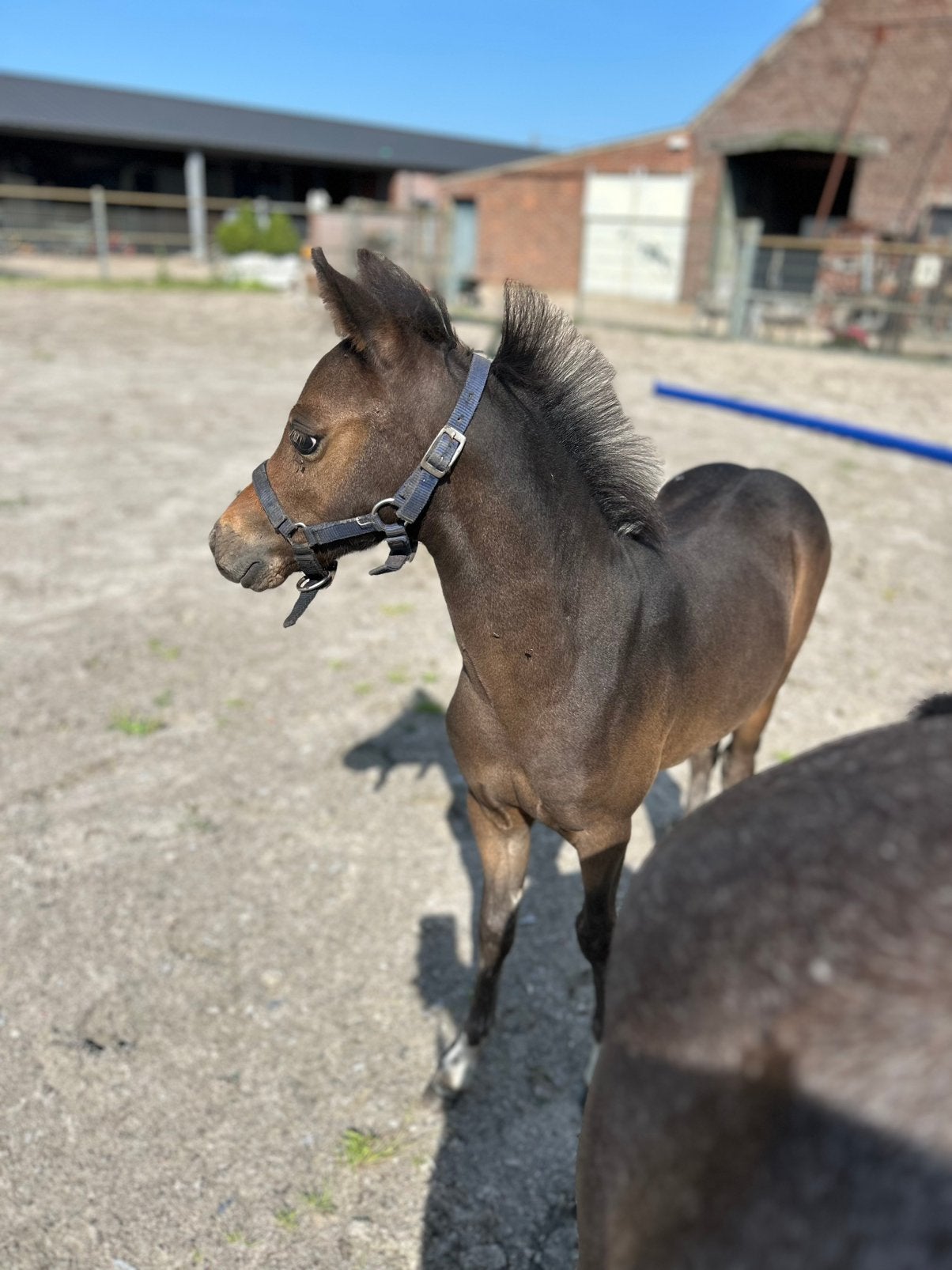 Mensgericht donkerbruin hengstveulen – toekomstige B-pony, Springpony, 0 tot 2 jaar, Hengst, B pony (1.17m tot 1.27m)