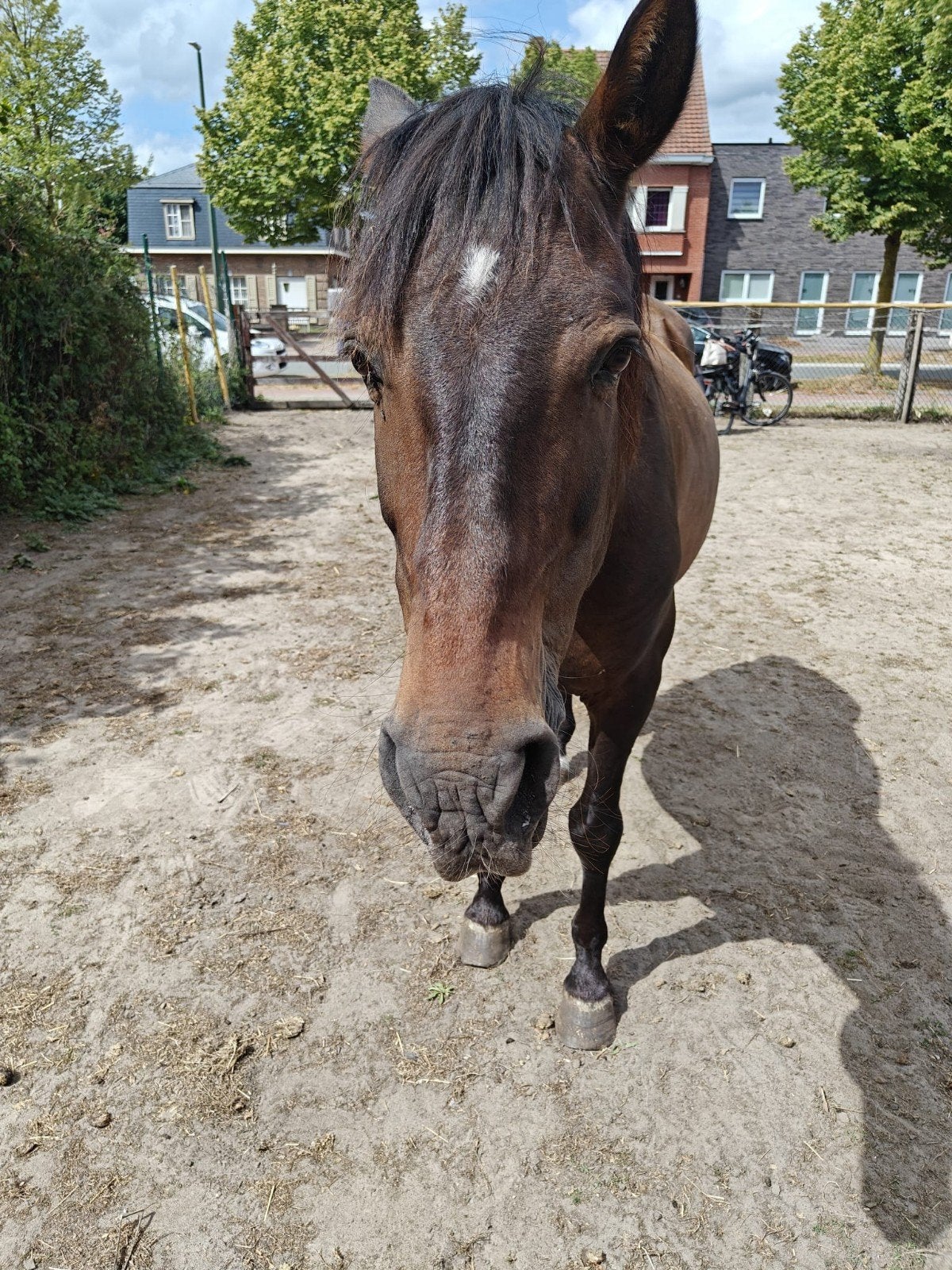 is heel lieve paardje, Dieren en Toebehoren, Ophalen of Verzenden