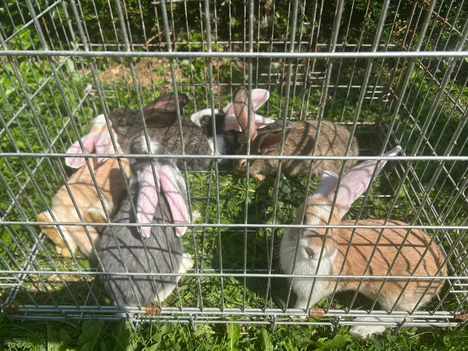 Moertje , Duitse Reus, Dieren en Toebehoren, Overige Dieren, Mei, Vrouwelijk