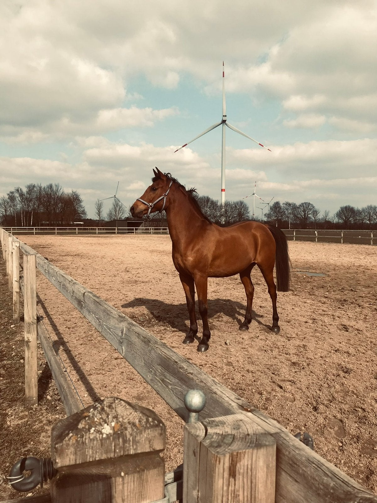 Paard te koop, Animaux & Accessoires, Chevaux