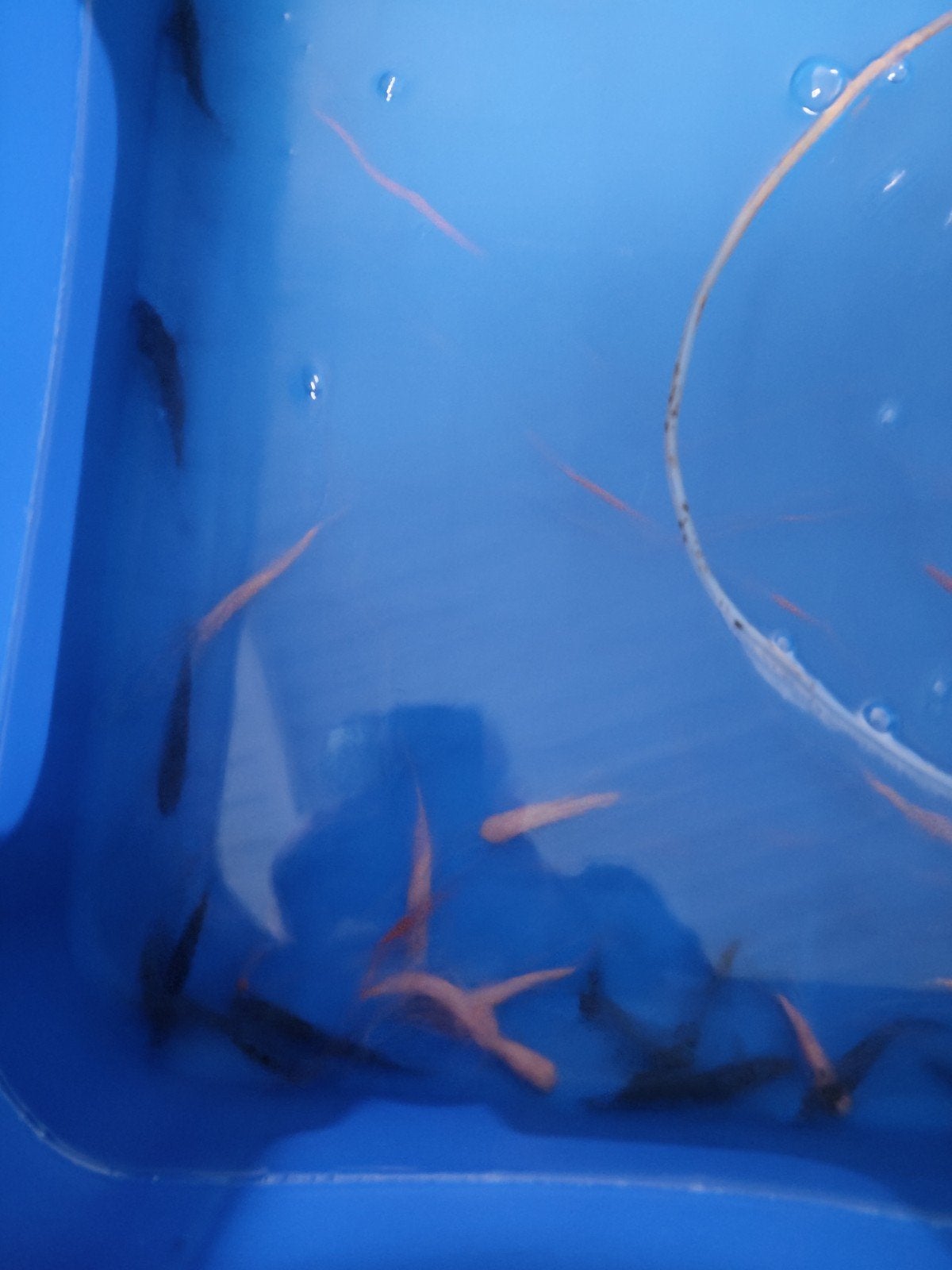Albino graskarp, Dieren en Toebehoren
