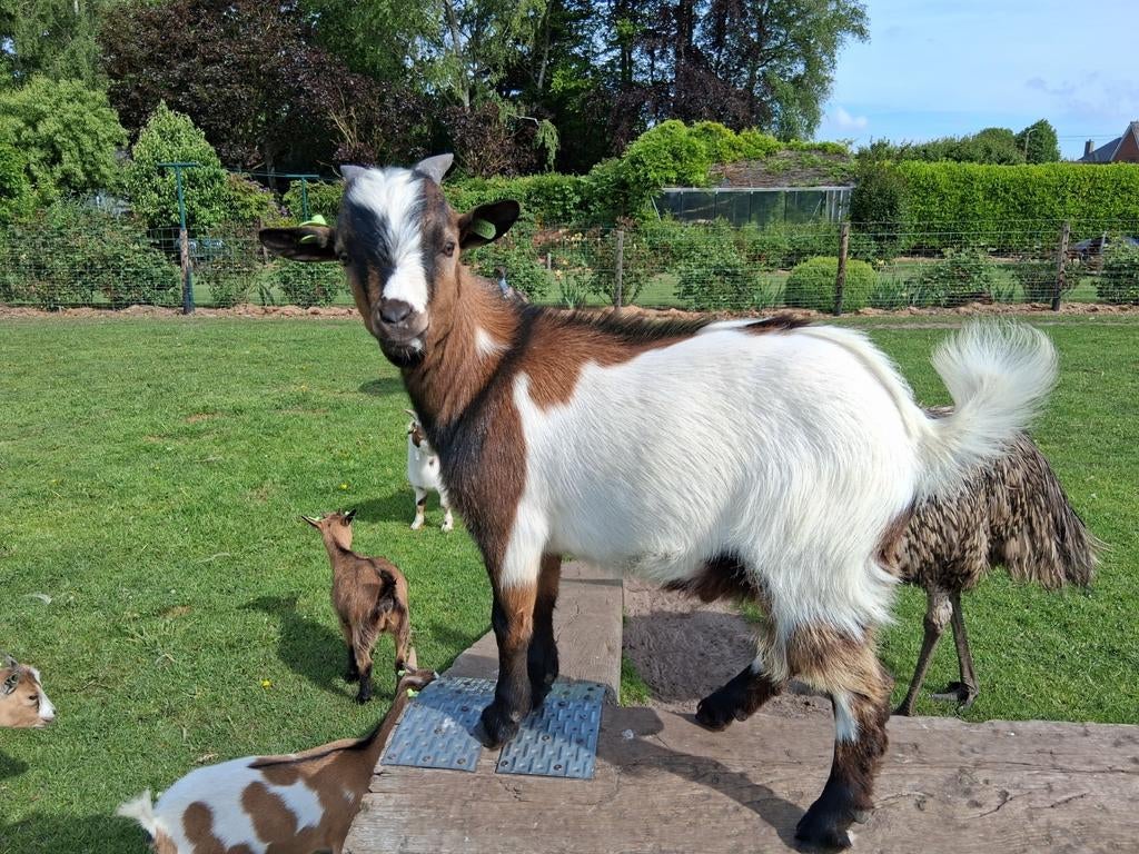 Dwergeit bokje, Dieren en Toebehoren, Schapen, Geiten en Varkens