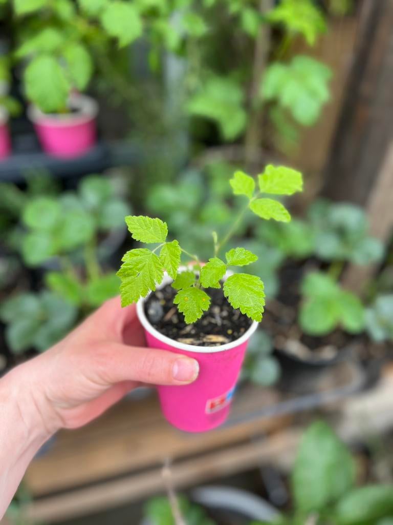 Frambozenplanten Rood/Geel – 50 stuks voor €75!, Tuin en Terras, Ophalen of Verzenden