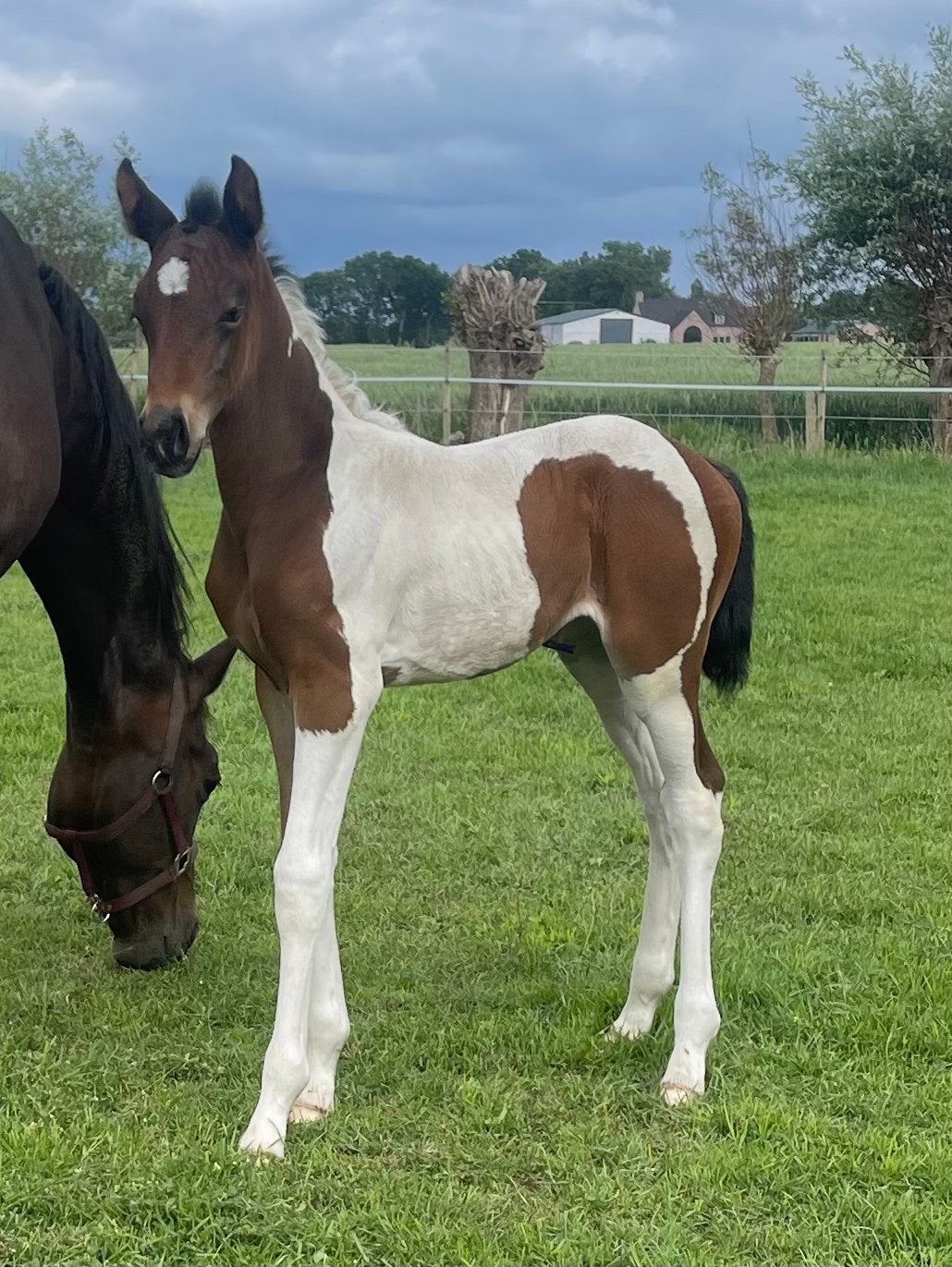 Pouliche BWP impressionnante, Animaux & Accessoires, Chevaux, Ne s'applique pas, 0 à 2 ans, Cheval de saut, Avec pedigree