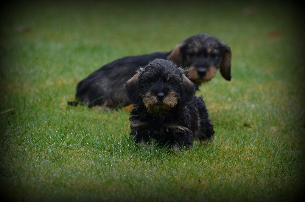 Chiots teckel poil dur, Poils durs, Plusieurs, Nain, Hépatite contagieuse (maladie de Rubarth)