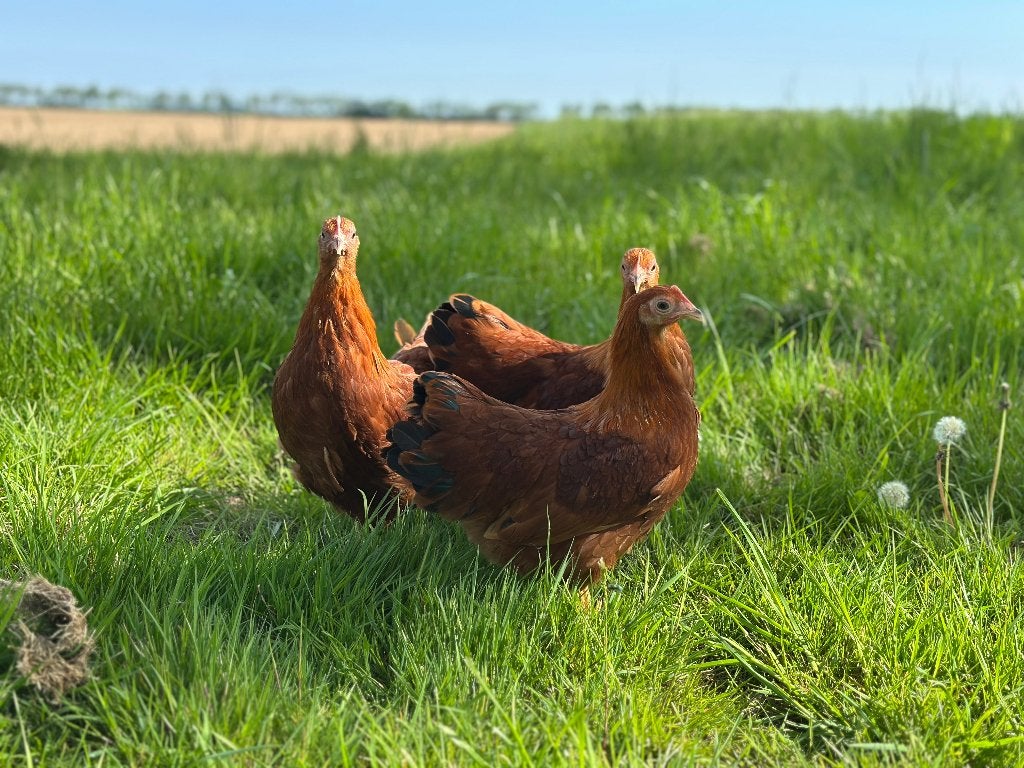 Jonge tamme New hampshire kriel kippen gesekst & ingeënt, Dieren en Toebehoren, Pluimvee, Vrouwelijk, Kip