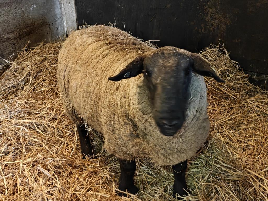 Suffolk ram met stamboek +100kg, Mannelijk, Schaap, 3 tot 5 jaar