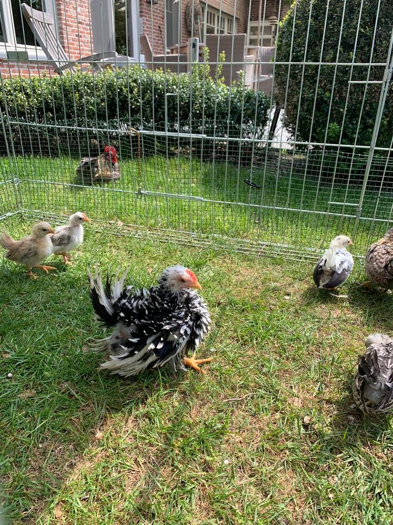 Mooi chabo krulhaantje bijna 8 weken, Dieren en Toebehoren, Pluimvee, Kip