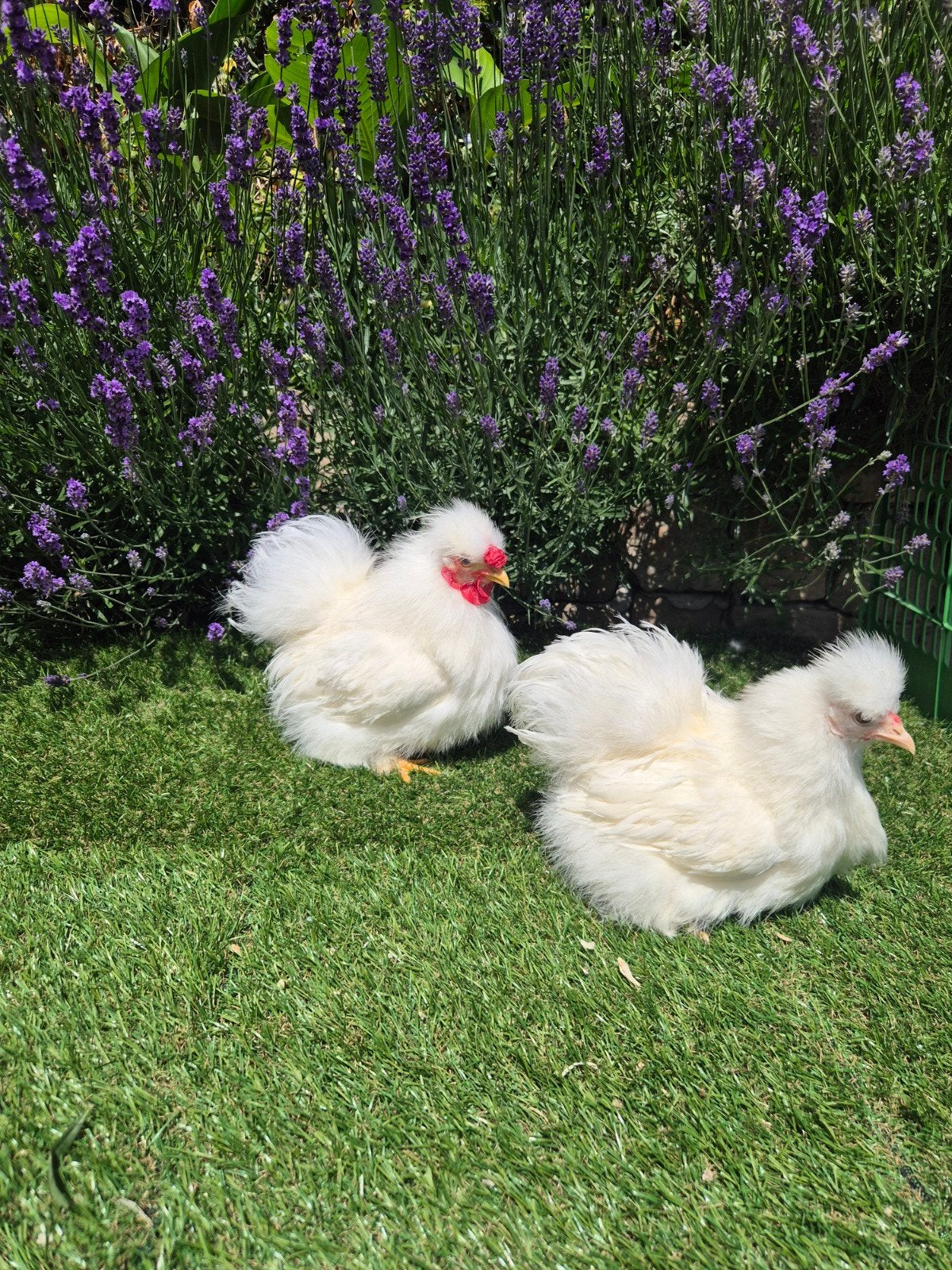 Broedeieren Siamese zijdehoentjes