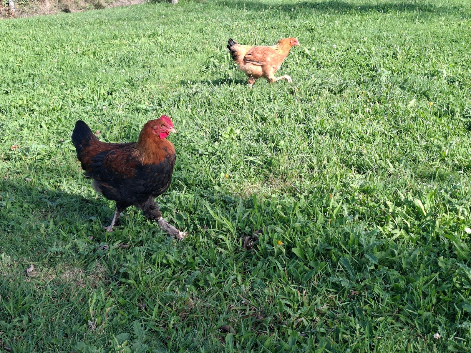 Roosters 4 mois, Animaux & Accessoires, Mâle, Poule ou poulet