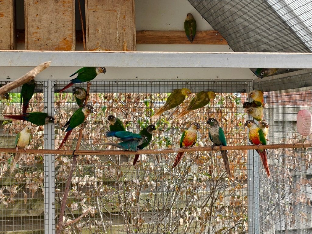 32 Pyrrhura's te koop, Dieren en Toebehoren, Meerdere dieren, Parkiet, Geringd