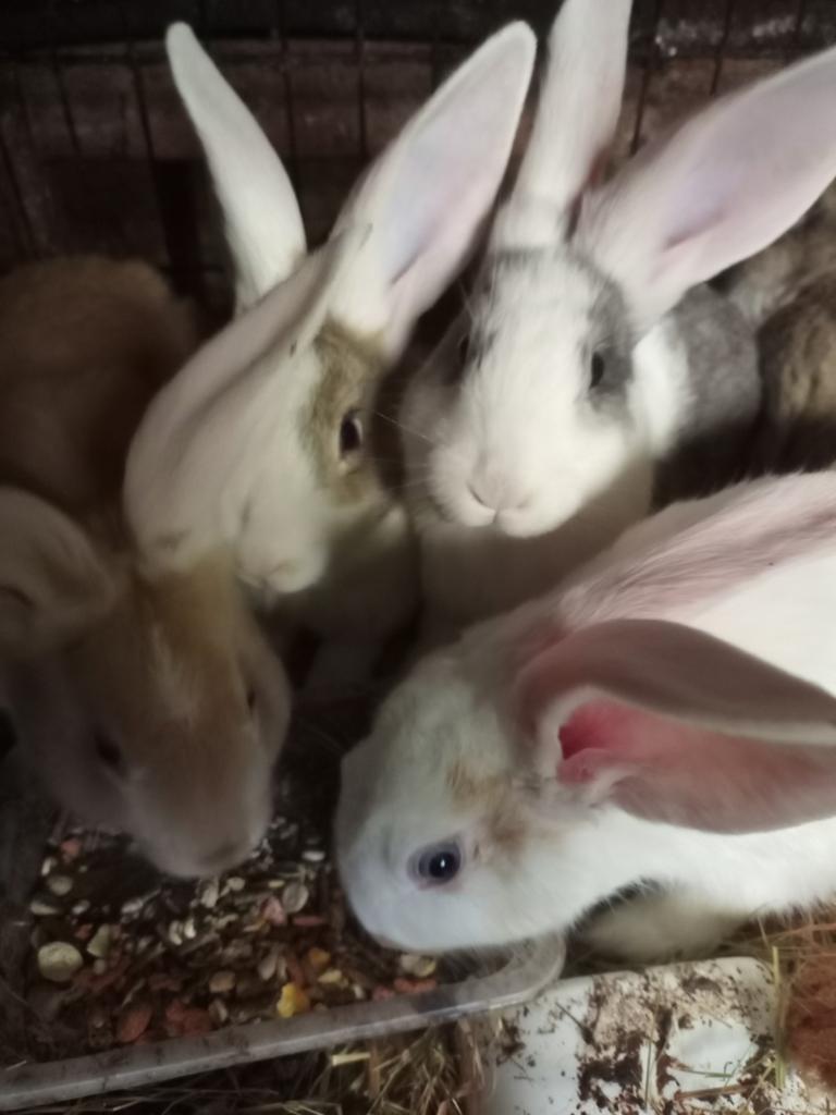 4 mooie konijnen. 9 weken., Dieren en Toebehoren, Konijnen