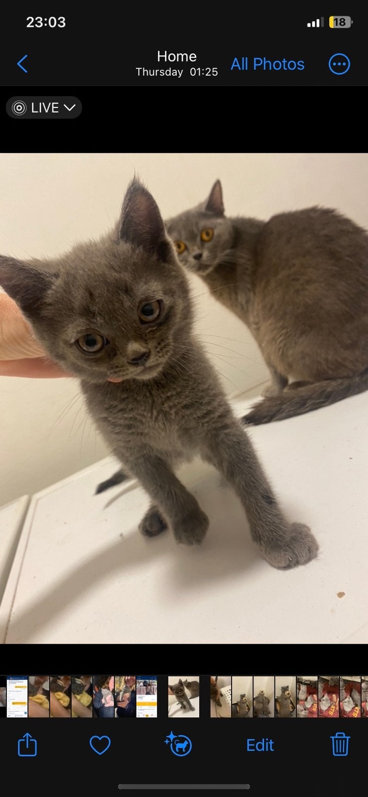 Britse kortharigen kittens, Plusieurs animaux, Avec puce électronique, 0 à 2 ans