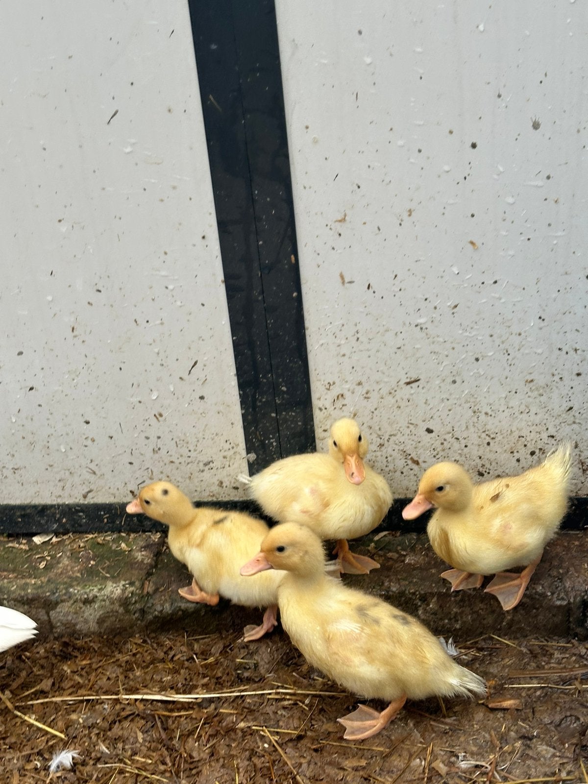 Witte hollandse kwakers, Dieren en Toebehoren, Geslacht onbekend, Eend
