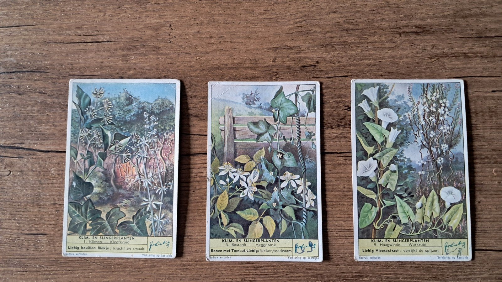 Liebeg klim en slingeplanten, Hobby & Loisirs créatifs, Cartes | Fabrication, Enlèvement ou Envoi