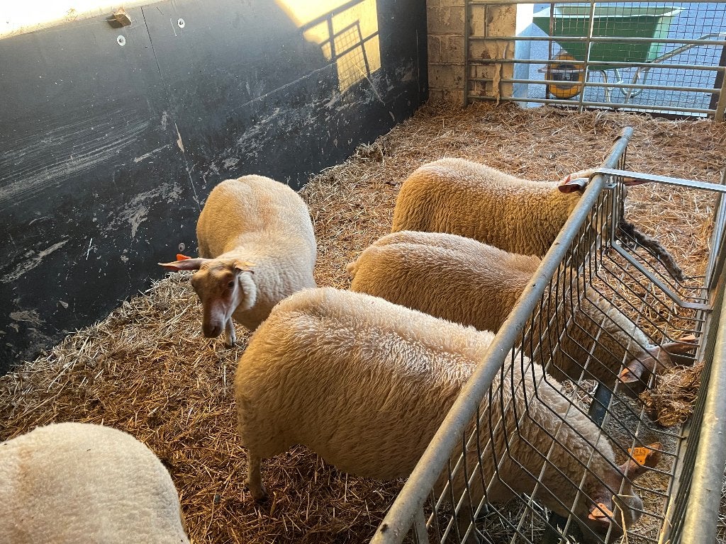 rouge de l'ouest Lammeren, Dieren en Toebehoren, Meerdere dieren, Schaap, 0 tot 2 jaar