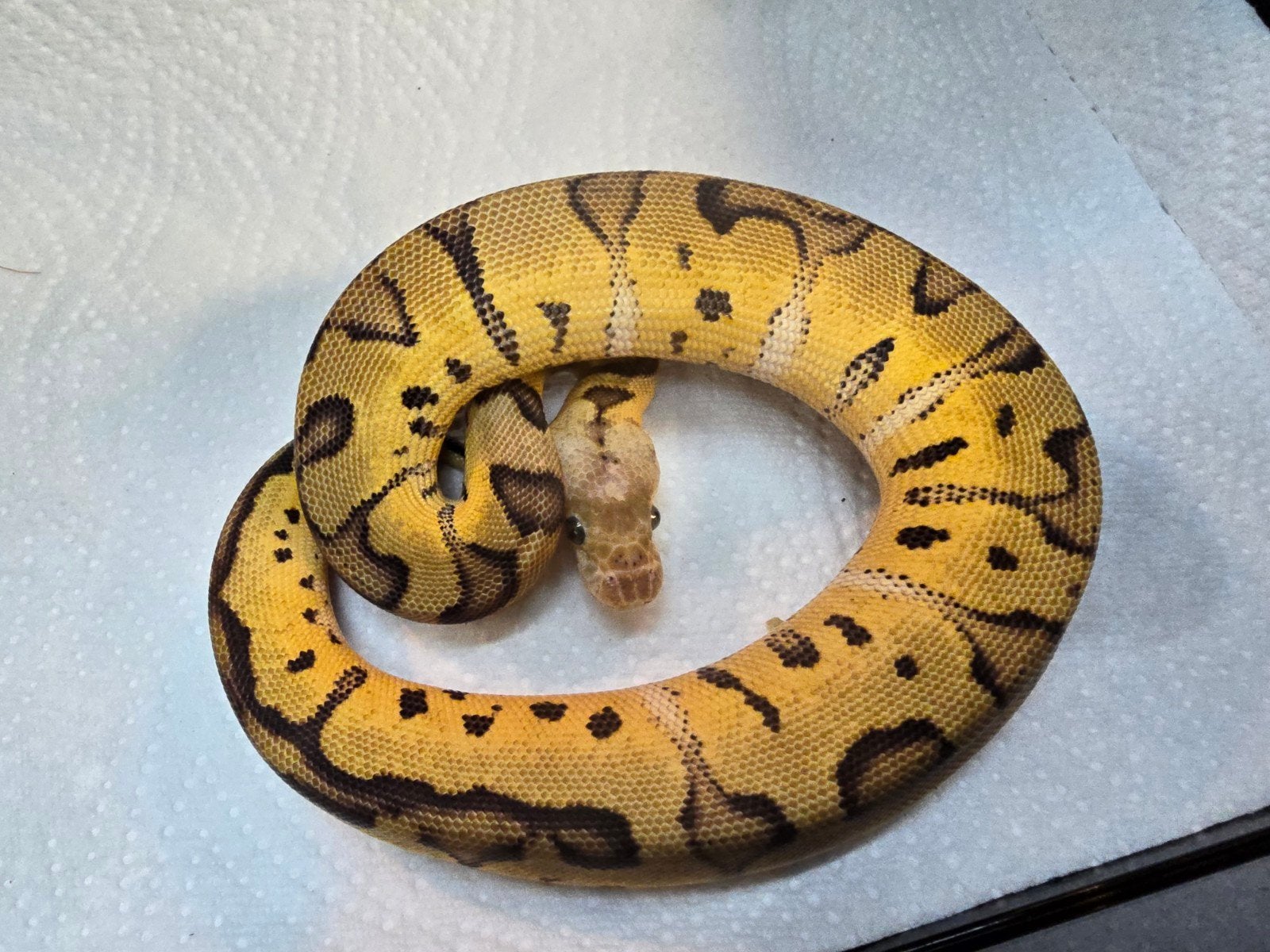 Koningspython (Python regius) – Nederlandse nakweek 2026

O Ball Python photo 7