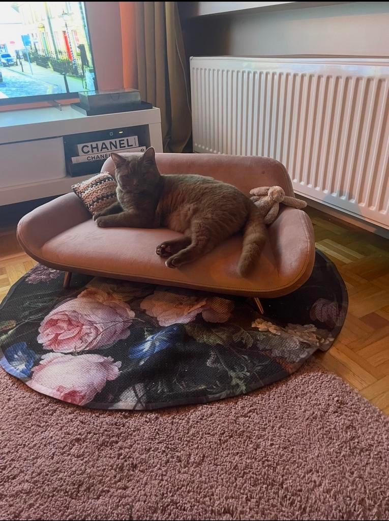 Katten lounge zetel in oudroze, Ophalen, Zo goed als nieuw, Overige