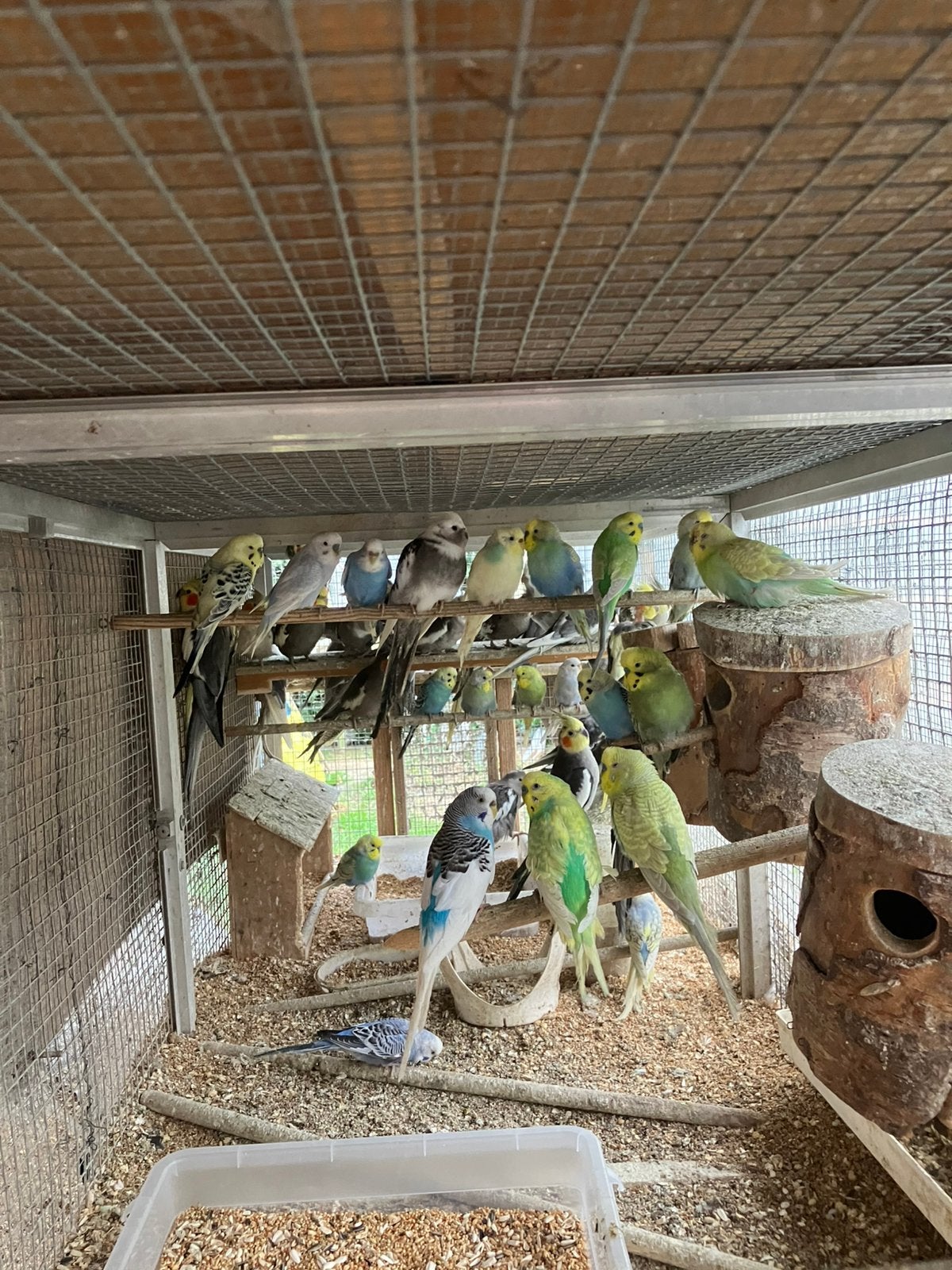 MOOIE KWEEKRIJPE GRASPARKIETJES VANAF 20 EURO/KOPPEL, Plusieurs animaux, Perruche, Domestique
