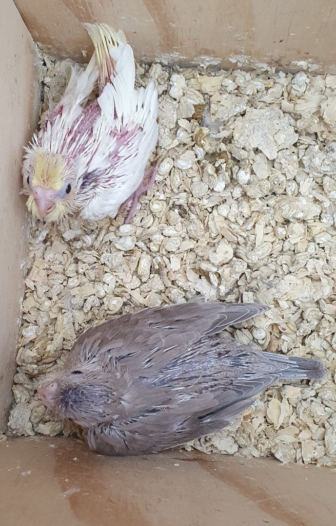 2 jonge valkparkietjes om zelf handtam te maken, Sexe inconnu, Perruche, Bagué