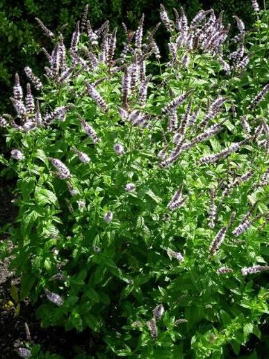 Groene munt - Aarmunt (Mentha spicata), Tuin en Terras, Planten | Tuinplanten, Ophalen, Zomer, Vaste plant, Kruiden