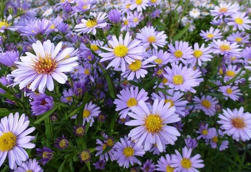mauve & witte aster, blauwe & geke iris, scharnierbloem, Tuin en Terras, Ophalen, Vaste plant, Overige soorten