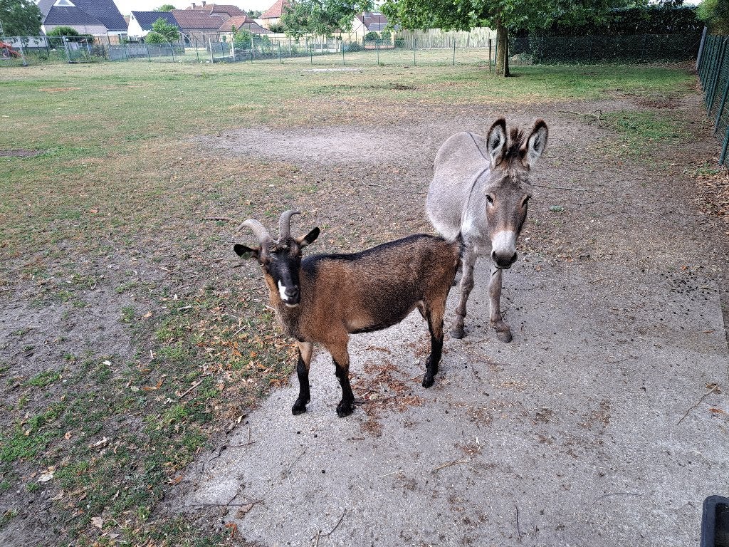 Geit te koop, Vrouwelijk, Geit, 3 tot 5 jaar