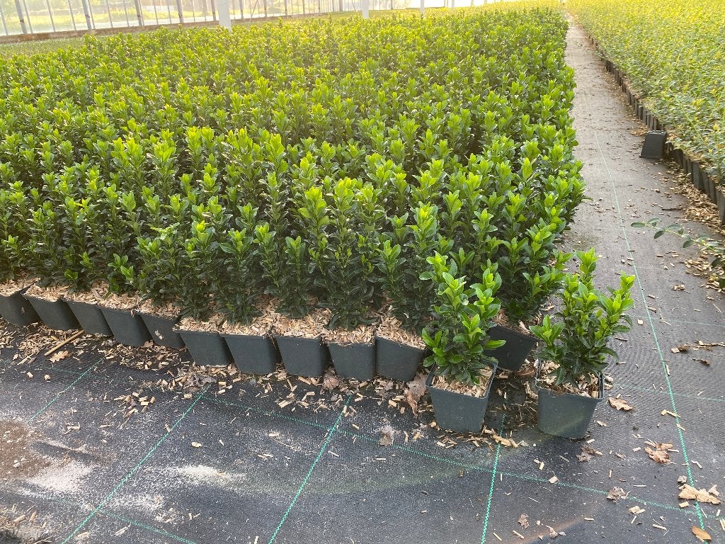 Euonymus japonicus Green Spire, Enlèvement, Plante fixe