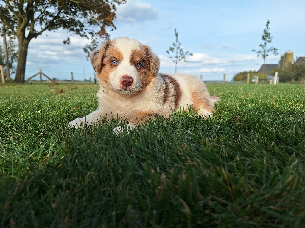 Chiots Border Collie, Animaux & Accessoires, Maladie de Carré (chiens), 8 à 15 semaines, Colley, Plusieurs