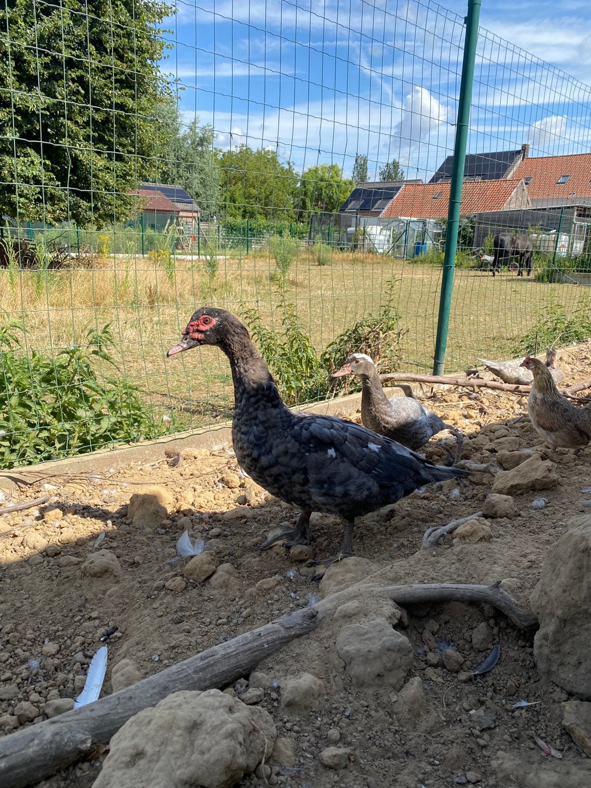 Eenden Barberie eenden, Plusieurs animaux, Canard