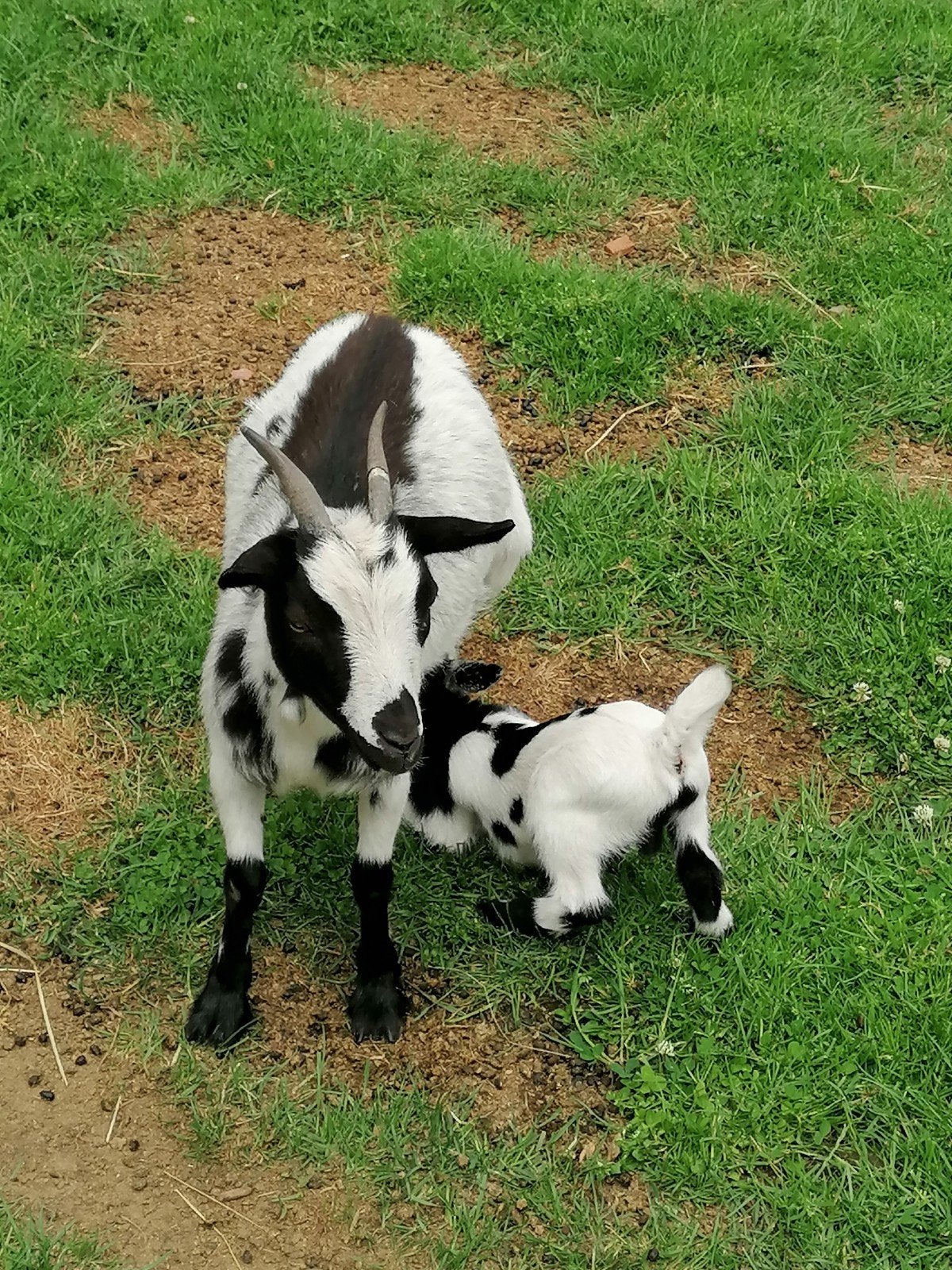 Geitje te koop, Dieren en Toebehoren