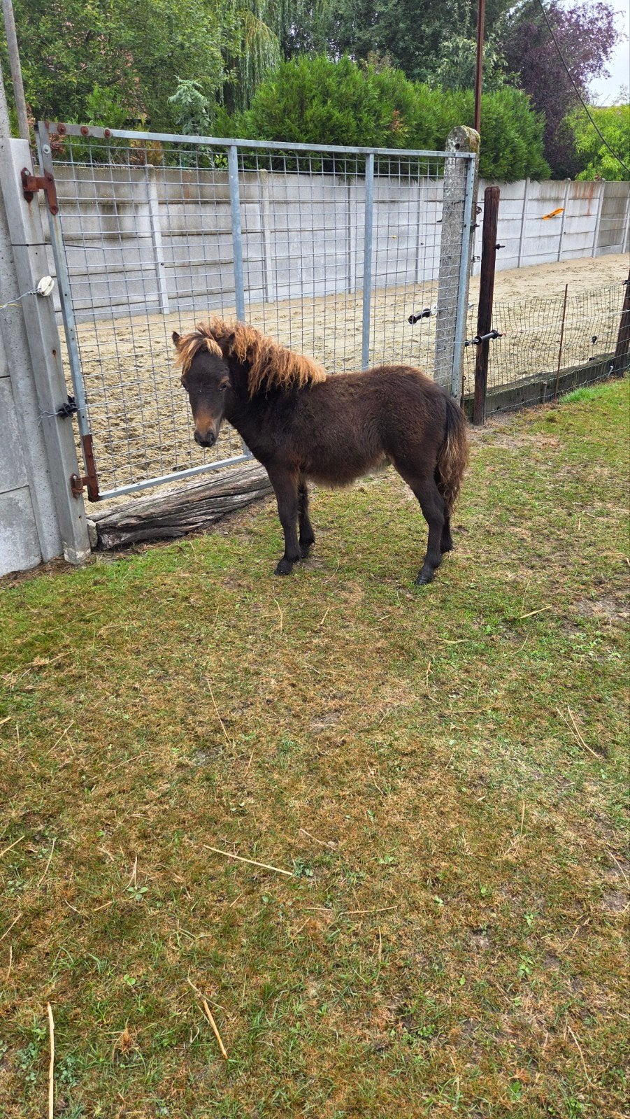 stud-book des étalons des Shetland, Étalon, Avec pedigree, 0 à 2 ans