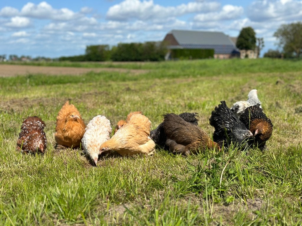Cochin kriel kippen verschillende kleuren, gesekst & ingeënt