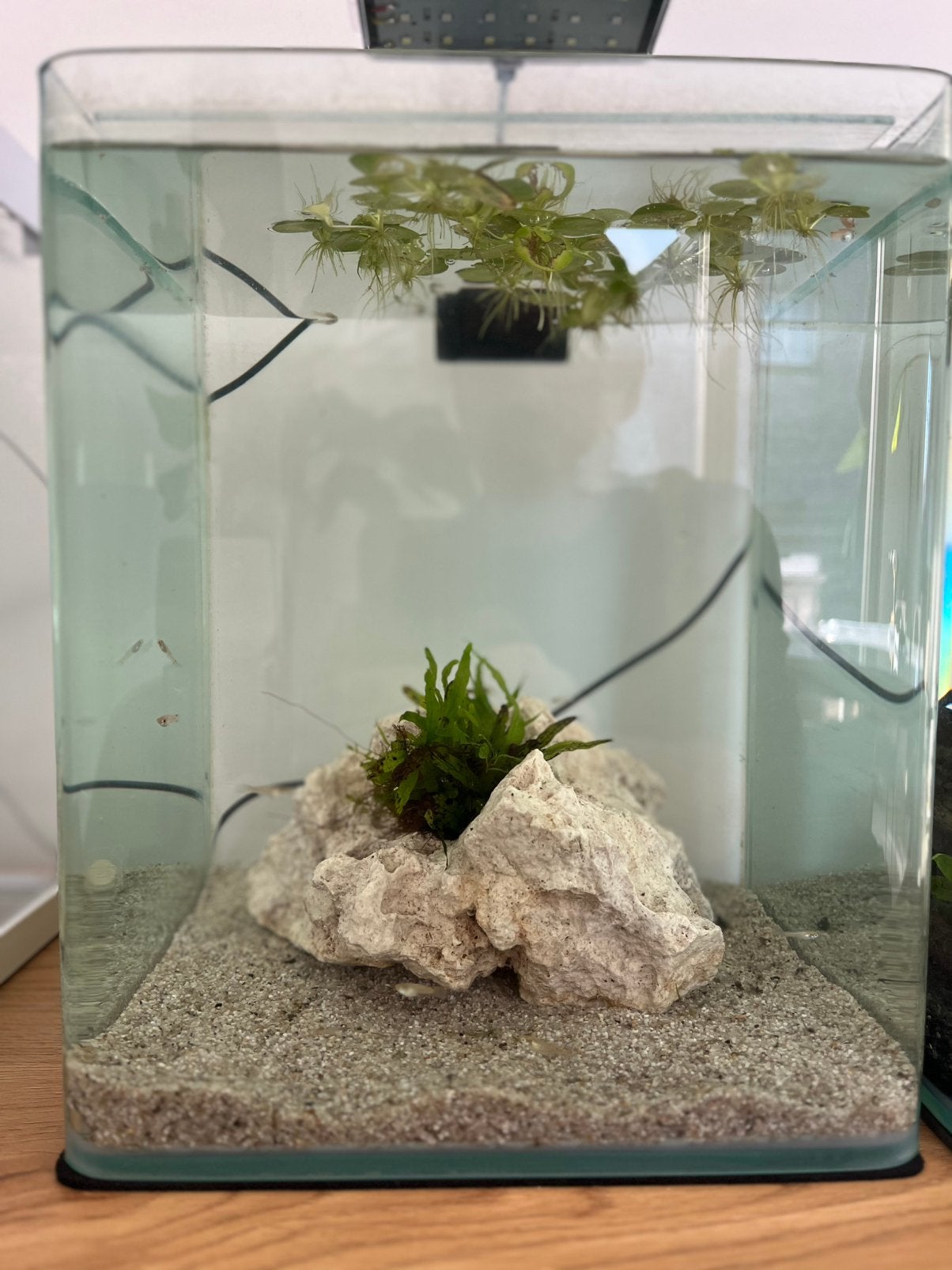 Guppy, Ophalen, Zo goed als nieuw