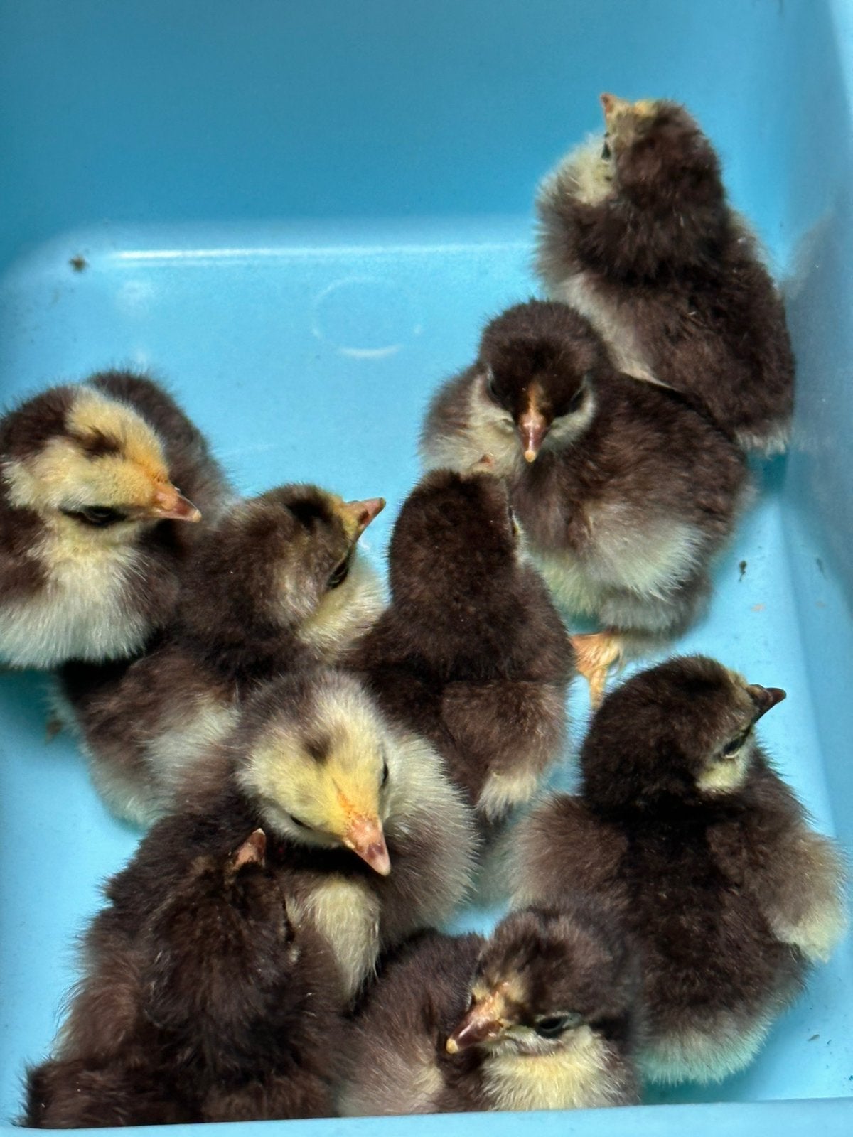 Cochin choco kuikens, Dieren en Toebehoren, Pluimvee, Geslacht onbekend