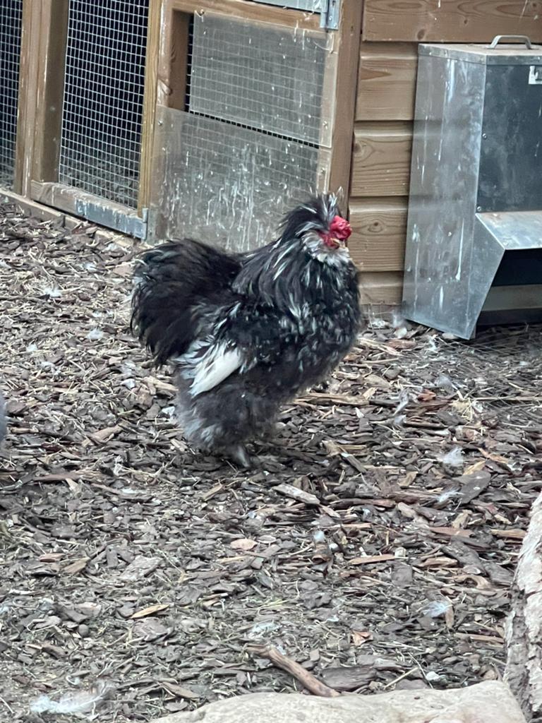 Zijdehoen haan, Mâle, Poule ou poulet