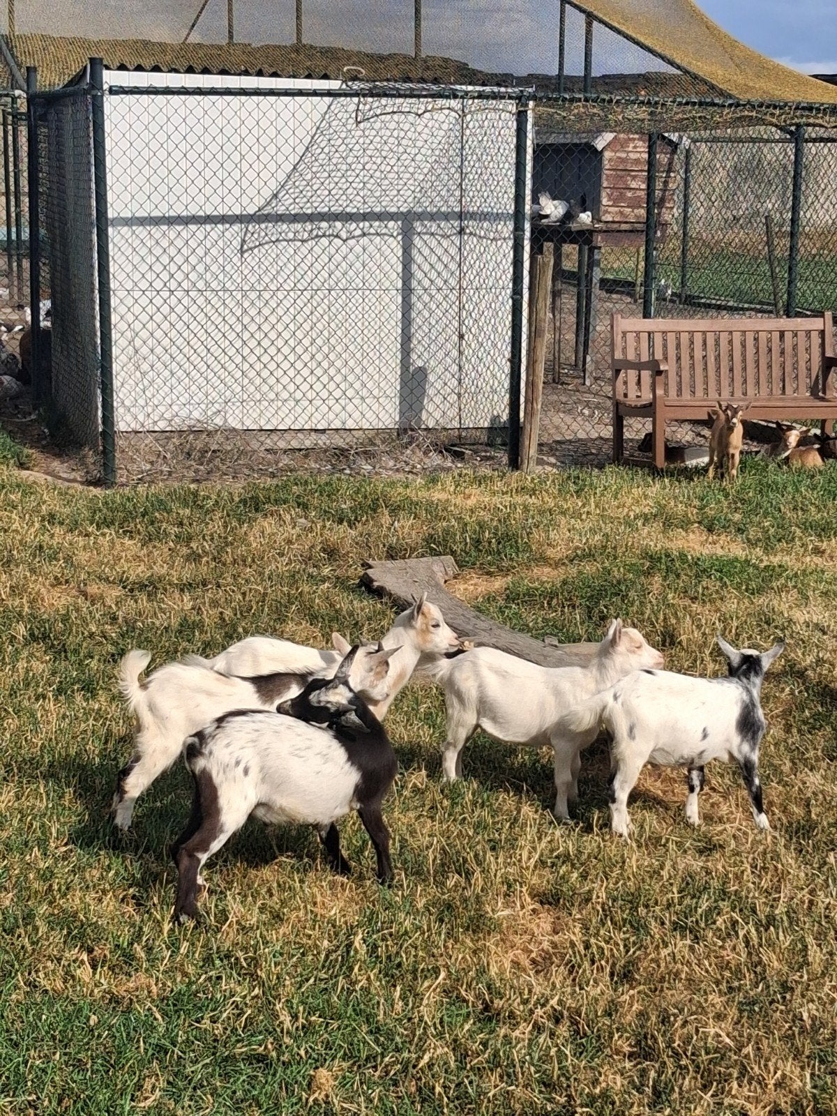leuke jonge dwerggeitjes, Plusieurs animaux, Chèvre, 0 à 2 ans