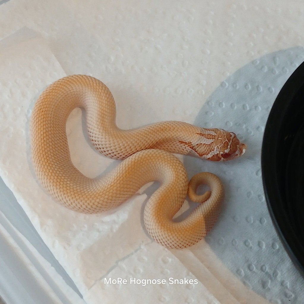 Heterodon nasicus Super yeti, enz, Dieren en Toebehoren, Reptielen en Amfibieën, Slang, 0 tot 2 jaar