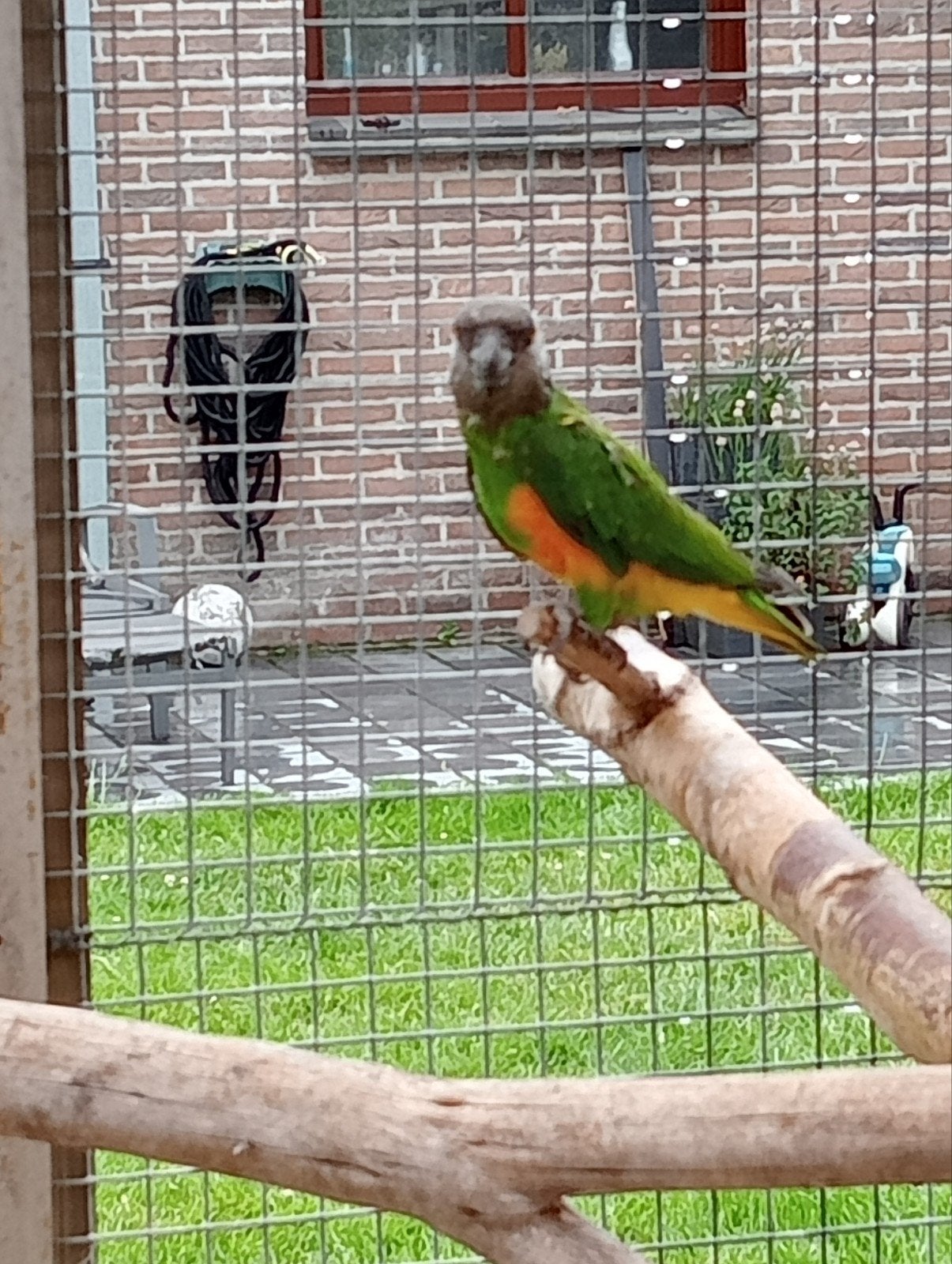 bonte boer ( Senegal papegaai), Dieren en Toebehoren, Mannelijk, Papegaai, Geringd