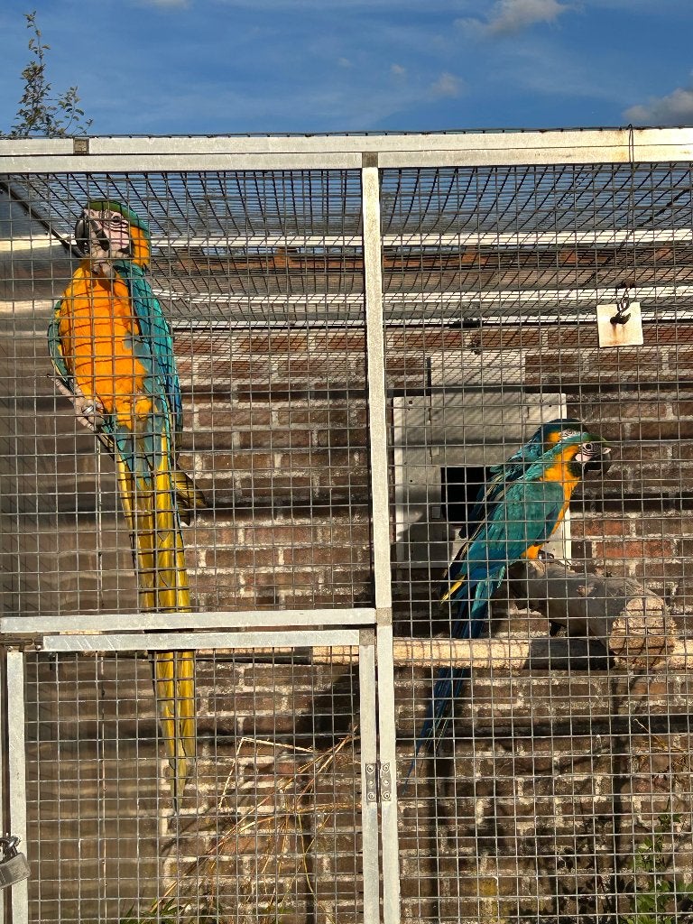 Blauwgele ara, Dieren en Toebehoren, Meerdere dieren, Papegaai, Geringd