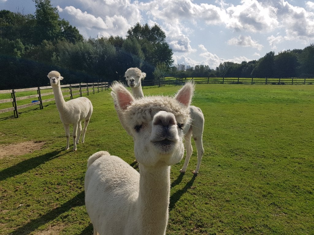 Jonge Alpaca hengsten, Dieren en Toebehoren, Overige Dieren, Juli, Mannelijk