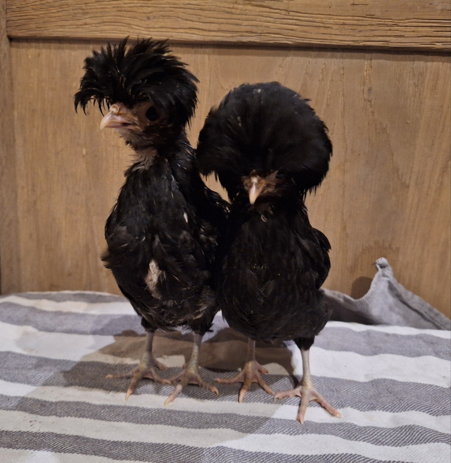 padua koppel hen + haantje, Dieren en Toebehoren, Meerdere dieren, Kip