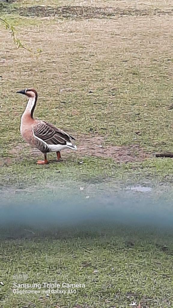 Zwanengans, Dieren en Toebehoren, Mei, Vrouwelijk