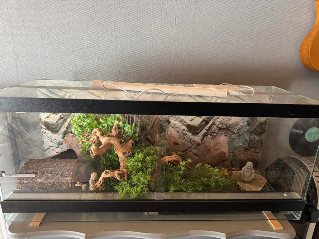 Terrarium 120cm et ses accessoires + thermostat, Dieren en Toebehoren, Ophalen, Zo goed als nieuw, Terrarium of Paludarium